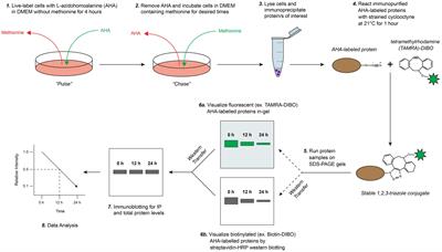 SPAAC Pulse-Chase: A Novel Click Chemistry-Based Method to Determine the Half-Life of Cellular Proteins